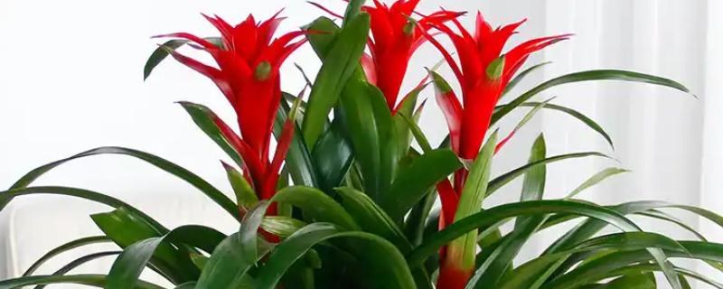 鸿运当头花叶有斑如何解决，过度浇水要排出积水并转移到通风处