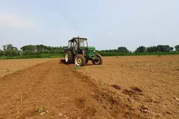 褚橙如何种植，最佳定植时间在9月份左右