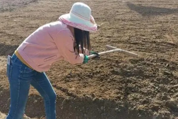 褚橙如何种植，最佳定植时间在9月份左右