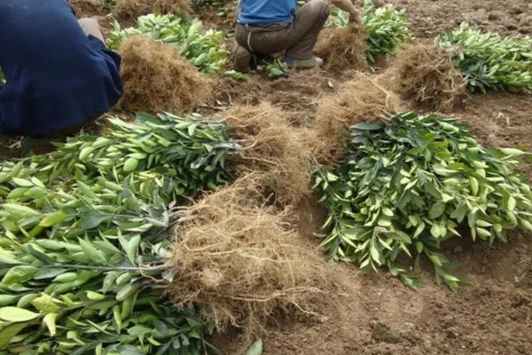 褚橙如何种植，最佳定植时间在9月份左右