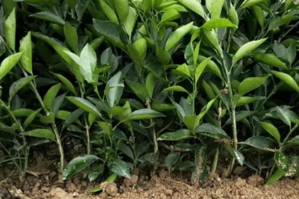 褚橙如何种植，最佳定植时间在9月份左右