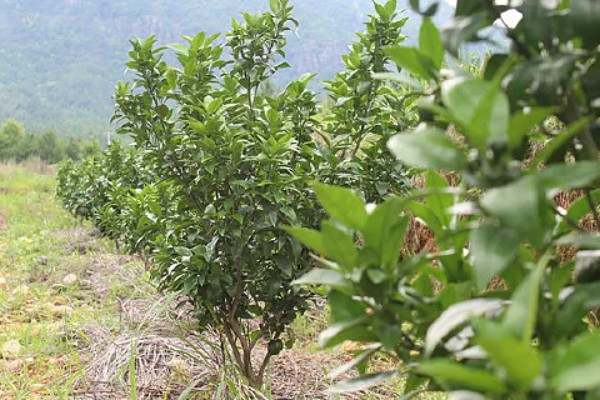 褚橙如何种植，最佳定植时间在9月份左右