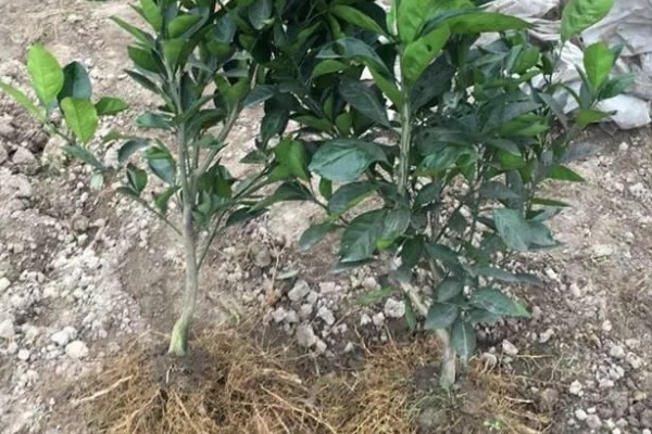 褚橙如何种植，最佳定植时间在9月份左右