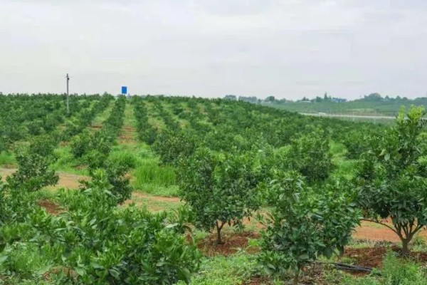 褚橙如何种植，最佳定植时间在9月份左右