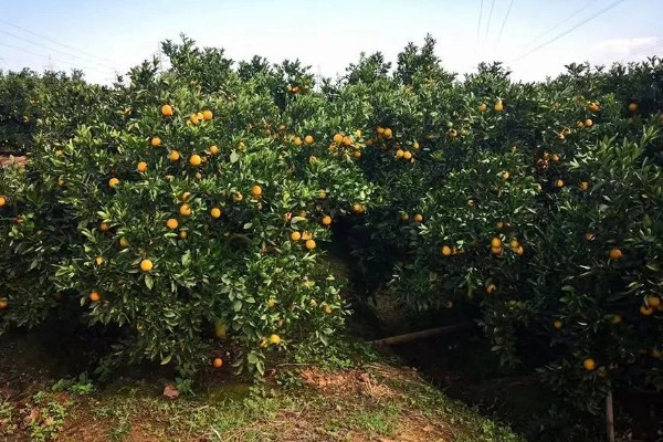 褚橙如何种植，最佳定植时间在9月份左右