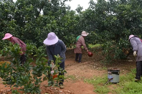 褚橙如何种植，最佳定植时间在9月份左右