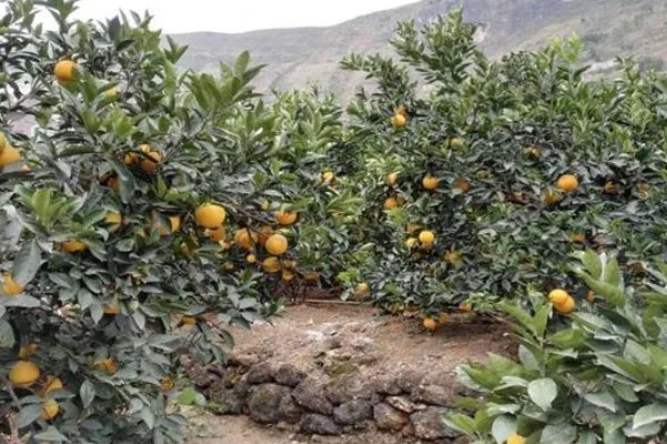 褚橙如何种植，最佳定植时间在9月份左右