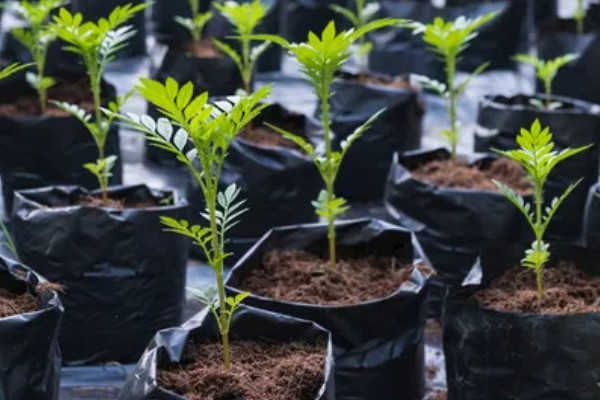 万寿菊如何繁殖，可种子繁殖也可扦插繁殖