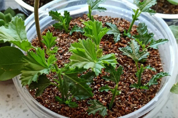 万寿菊如何繁殖，可种子繁殖也可扦插繁殖