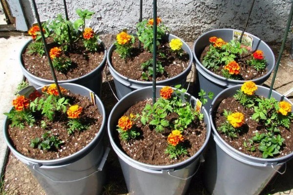 万寿菊如何繁殖，可种子繁殖也可扦插繁殖