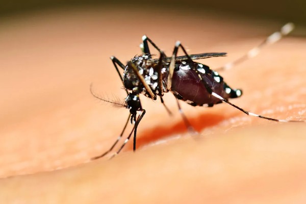 一只蚊子的寿命，可以存活3-100天左右