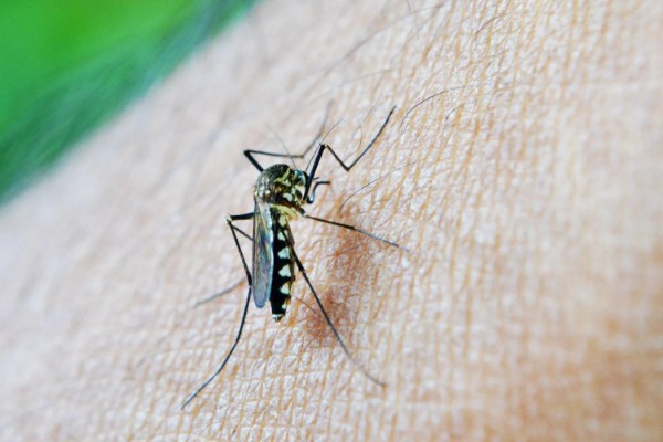 一只蚊子的寿命，可以存活3-100天左右