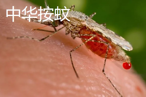 一只蚊子的寿命，可以存活3-100天左右