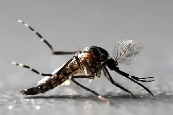 一只蚊子的寿命，可以存活3-100天左右