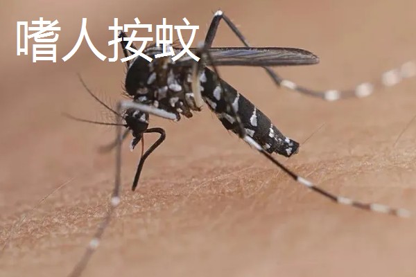 一只蚊子的寿命，可以存活3-100天左右