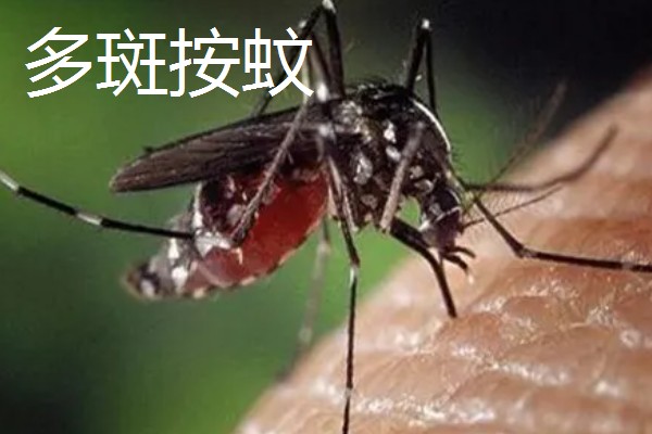 一只蚊子的寿命，可以存活3-100天左右