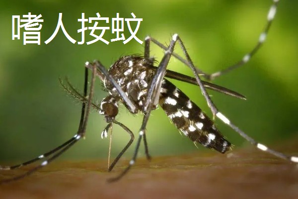 一只蚊子的寿命，可以存活3-100天左右