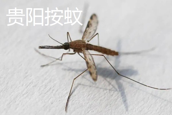 一只蚊子的寿命，可以存活3-100天左右