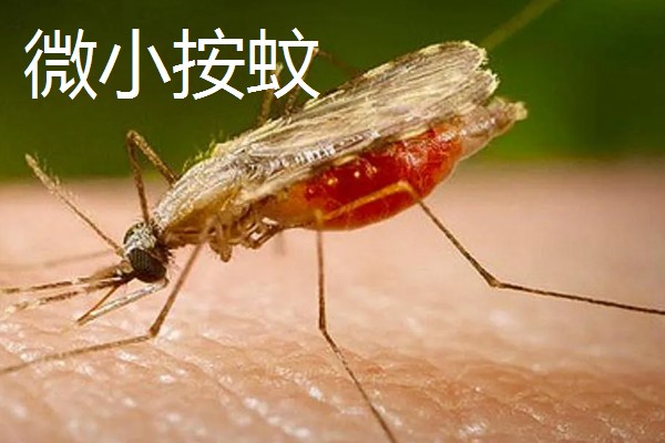 一只蚊子的寿命，可以存活3-100天左右