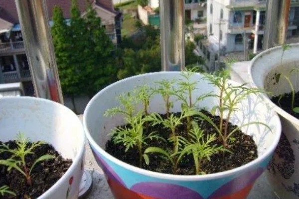 波斯菊发芽后的换盆方法，用透气排水、空间充足的花盆种植