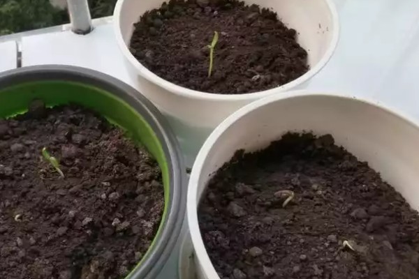 波斯菊发芽后的换盆方法，用透气排水、空间充足的花盆种植