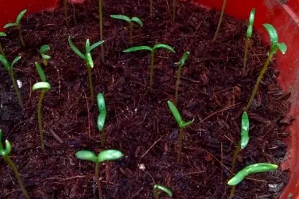 波斯菊发芽后的换盆方法，用透气排水、空间充足的花盆种植