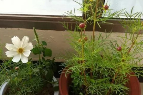 波斯菊发芽后的换盆方法，用透气排水、空间充足的花盆种植
