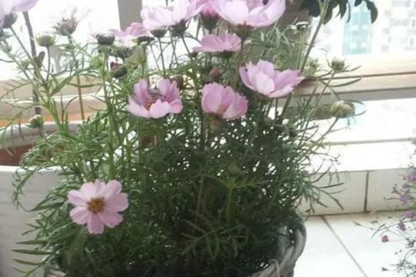波斯菊发芽后的换盆方法，用透气排水、空间充足的花盆种植