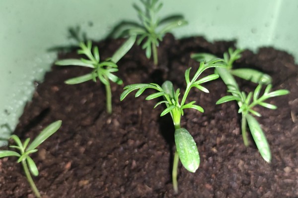 波斯菊发芽后的换盆方法，用透气排水、空间充足的花盆种植