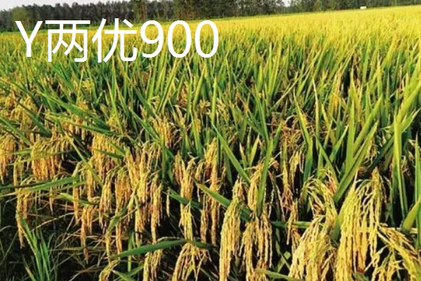 Y两优900和Y两优957的区别，特征特性不同