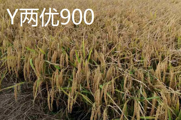 Y两优900和Y两优957的区别，特征特性不同