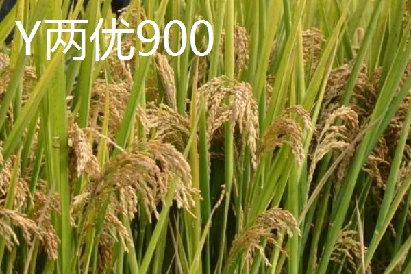 Y两优900和Y两优957的区别，特征特性不同