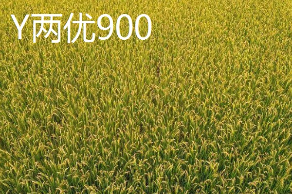 Y两优900和Y两优957的区别，特征特性不同