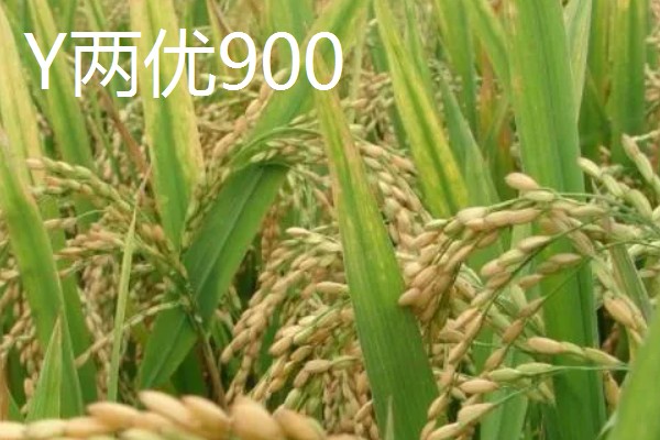Y两优900和Y两优957的区别，特征特性不同