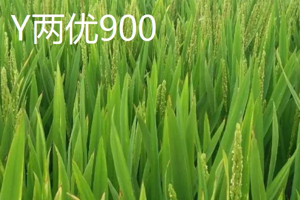 Y两优900和Y两优957的区别，特征特性不同