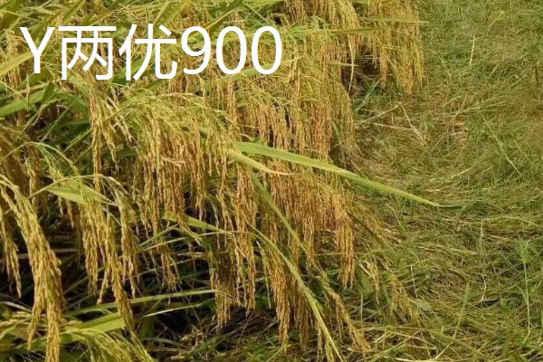 Y两优900和Y两优957的区别，特征特性不同