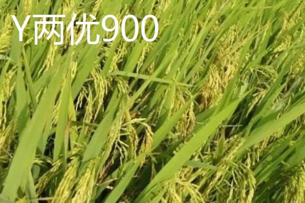 Y两优900和Y两优957的区别，特征特性不同