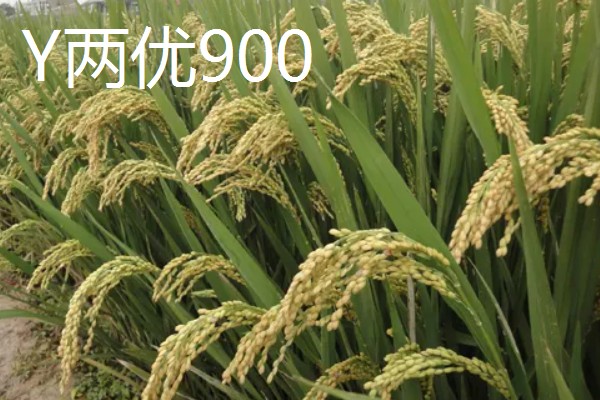 Y两优900和Y两优957的区别，特征特性不同