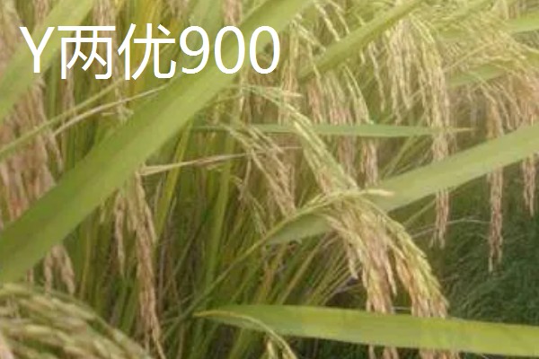 Y两优900和Y两优957的区别，特征特性不同