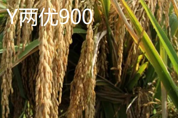 Y两优900和Y两优957的区别，特征特性不同