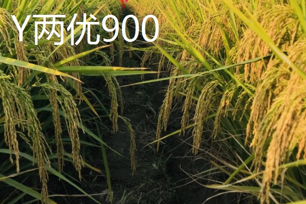Y两优900和Y两优957的区别，特征特性不同
