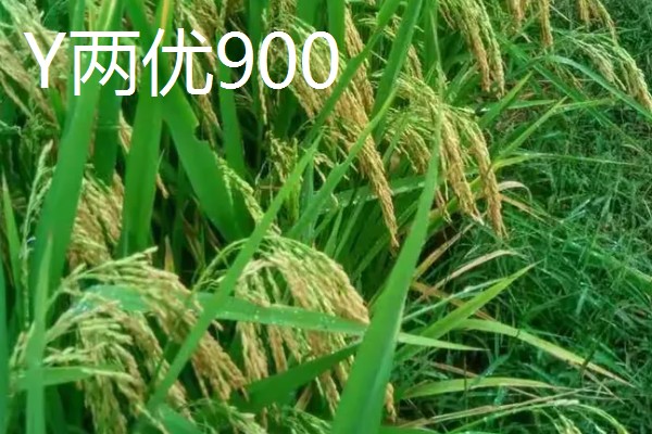 Y两优900和Y两优957的区别，特征特性不同
