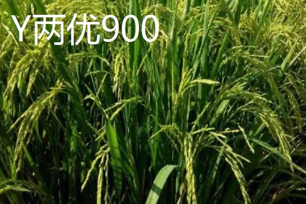 Y两优900和Y两优957的区别，特征特性不同