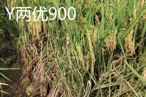Y两优900和Y两优957的区别，特征特性不同