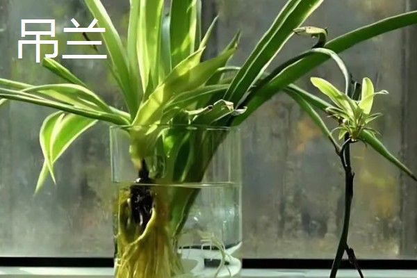 长期可养的水培植物有哪些，推荐铜钱草、吊兰等