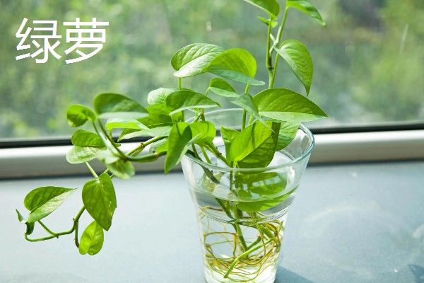 长期可养的水培植物有哪些，推荐铜钱草、吊兰等