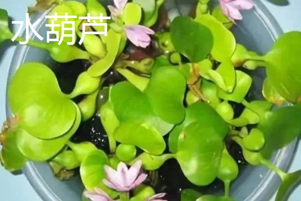 长期可养的水培植物有哪些，推荐铜钱草、吊兰等