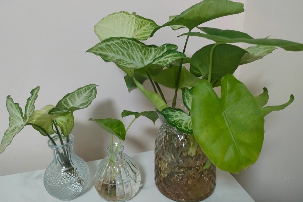 长期可养的水培植物有哪些，推荐铜钱草、吊兰等