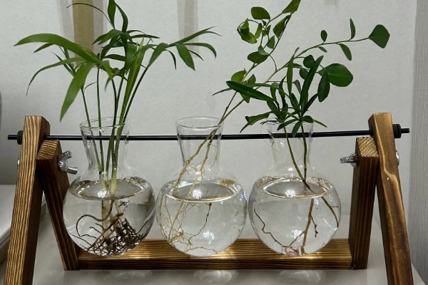 长期可养的水培植物有哪些，推荐铜钱草、吊兰等