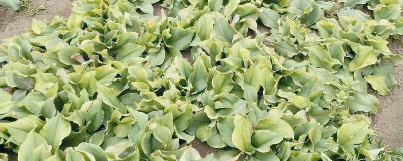 沙姜的收获时间,12月份左右收获